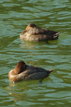pure-hybrid-fjuvenile2