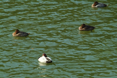 pure-hybrid-fjuvenile
