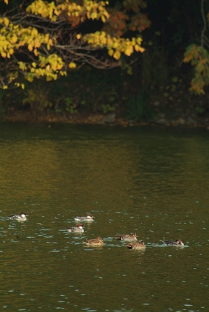 smew-baikal