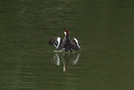 smew-fm-wing