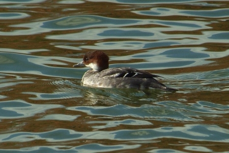smew-juvenile