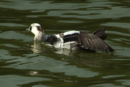 smew-m-wingspread