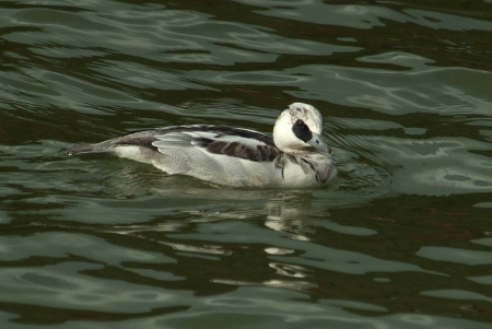 smew-male