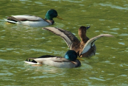 wing-upperside