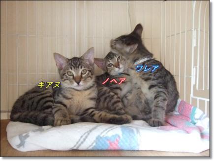 3ニャンコ