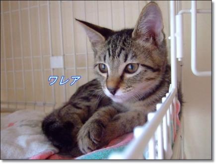 ワレア君