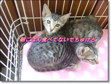朝ごはんください