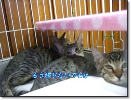 気配隠し・・・