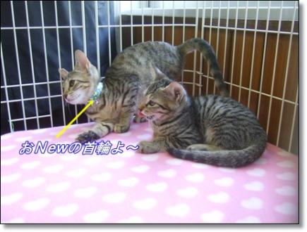 おNew