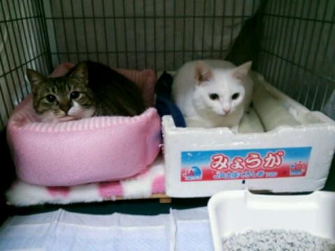 さんご&珠々
