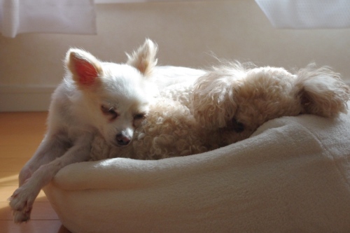 20110925-1.jpg