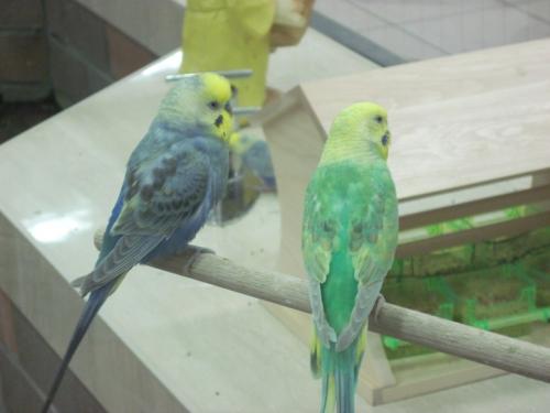 830 地下街の鳥さん