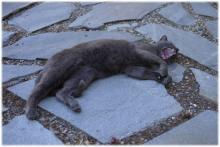 cat