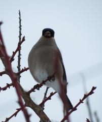 ウソIMG_0214