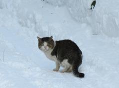 野良IMG_0221