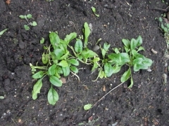 ほうれん草RIMG0141