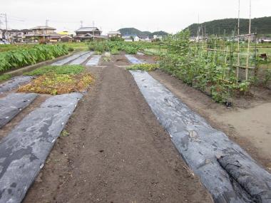雨がしぶしぶ降り出す