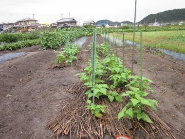 蔓なしモロッコの生長