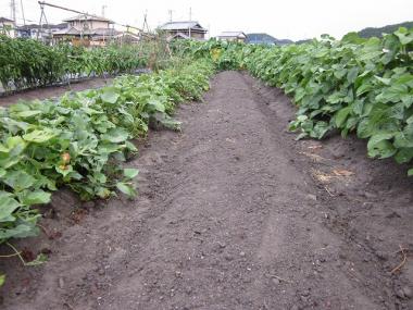 黒豆とサツマイモのマルチ外し