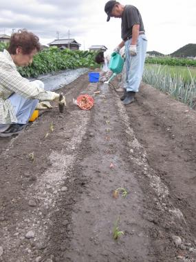 ワケギの植え付け