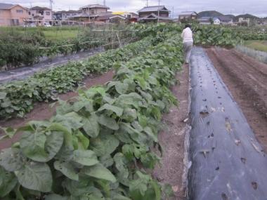 黒豆の谷に化成肥料撒き後土寄せ