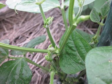 蔓なしモロッコの蔓?茎?確認