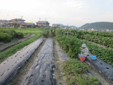 鷹の爪などの収穫