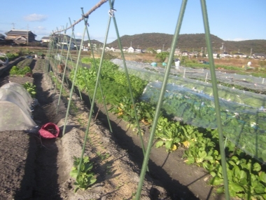 サヤエンドウ豆類に支柱を立てました