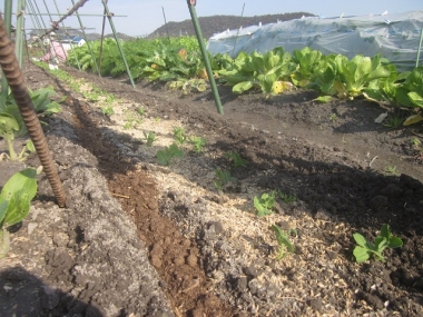サヤエンドウ類に鶏糞やり