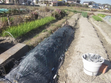 防寒した里芋畝