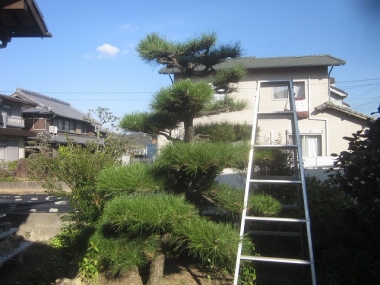 剪定前の松