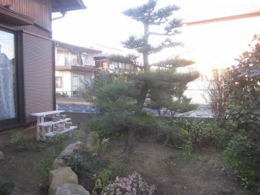 剪定後の松