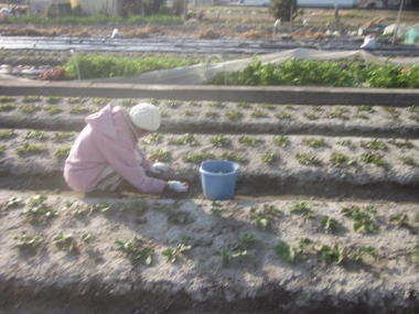 イチゴ苗床の草取り