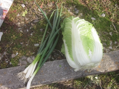 白菜とネギの収穫