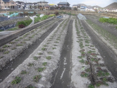 イチゴ畝