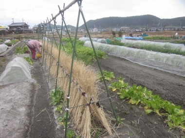 サヤエンドウ類に化成肥料を撒く