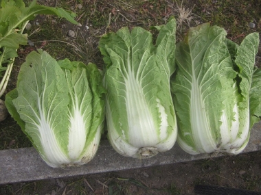 収穫した白菜