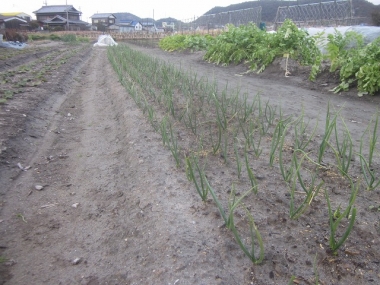 作業終了後の玉ねぎ畝