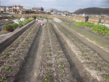 イチゴ畝の点検