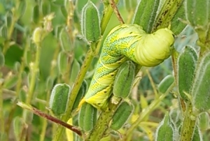 週末農夫のきまぐれ ゴマの害虫