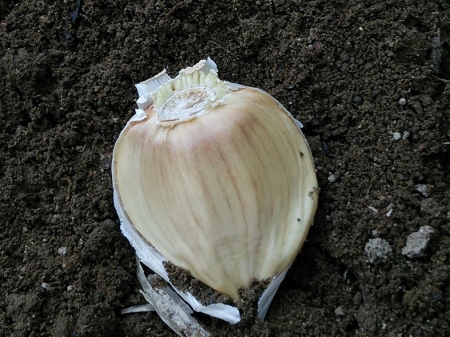 イチゴとニンニクの混植