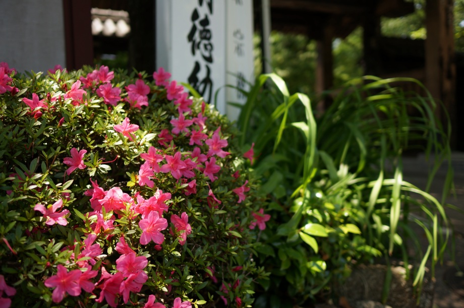 DSC00811.jpg