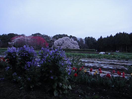 DSC03686.jpg