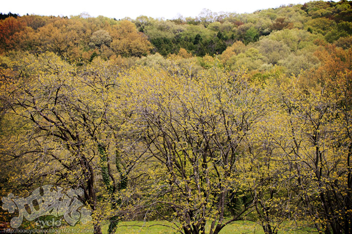 05_2013SpringSaitama.jpg