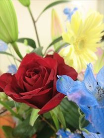 2013.12.1のお花