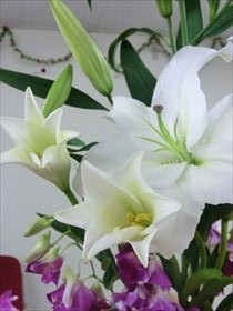 2013.12.8のお花
