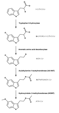 メラトニンの生合成経路(メラトニンwiki)