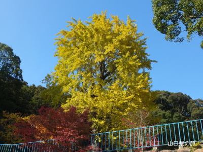 中山観音のイチョウ