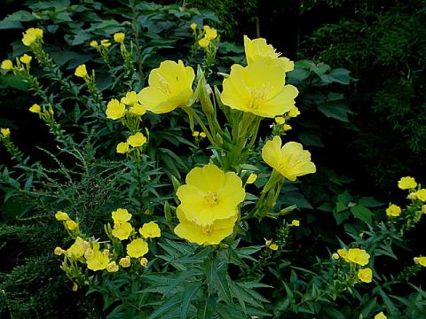 DSC08776_3.jpg