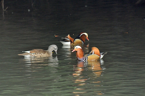DSC_8530_3.jpg